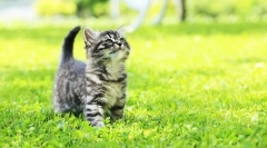 Maine-kun kittens (foto): cum să ridicați și să vă îngrijiți